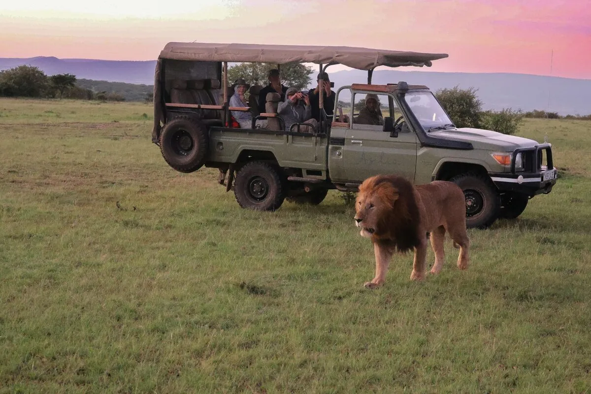 Guests in a safari vehicle beside a lion at sunrise